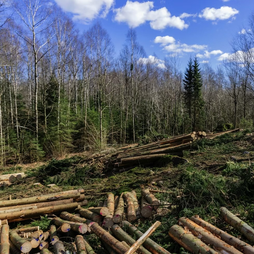 Rainforest Restoration Project